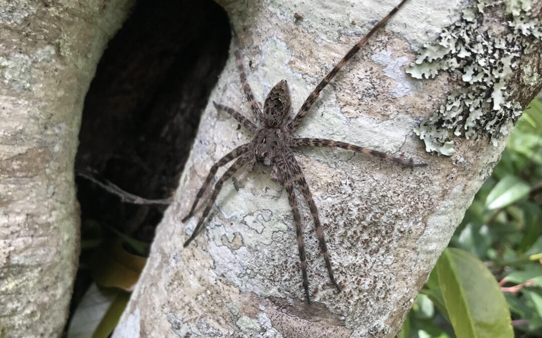 Along Came A Spider-August Village Nature Series