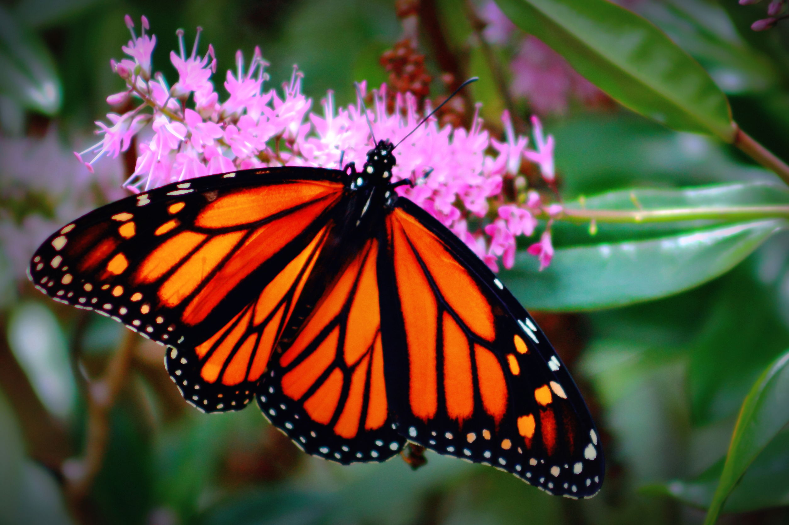 Village Nature Series: Monarch Conservation in WNC